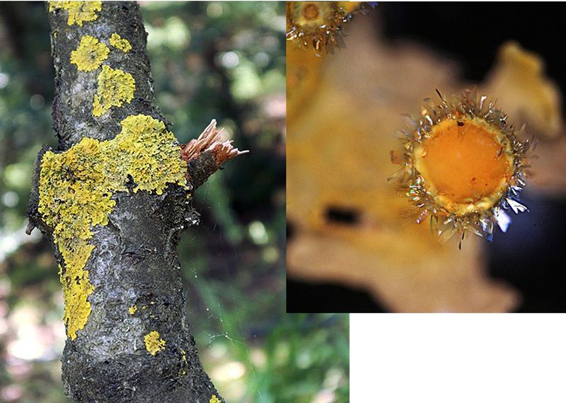 lichens%20and%20parietin_web lichens%20and%20parietin_web
